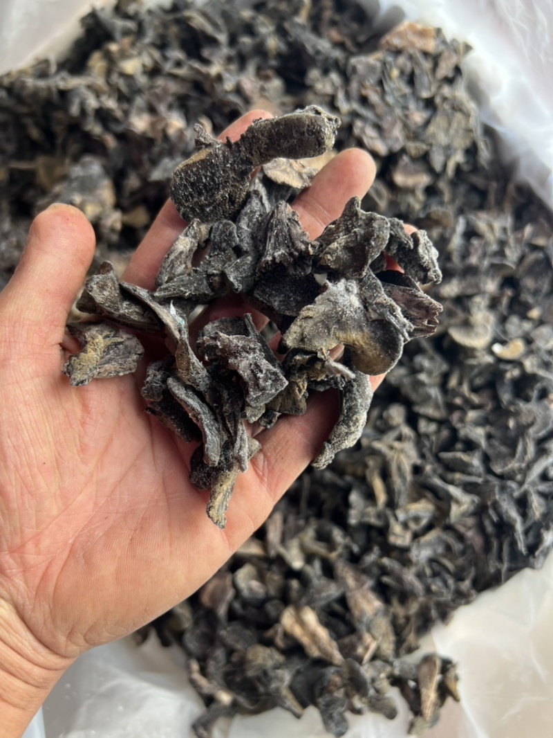 云南干巴菌冻品产地大量批发