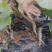 猕猴桃苗基地直供，存活率高，量大从优