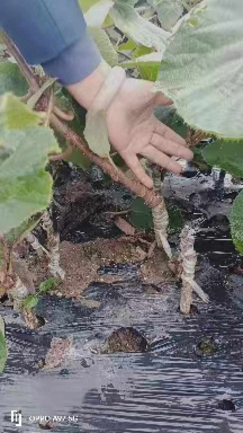 猕猴桃苗基地直供，存活率高，量大从优
