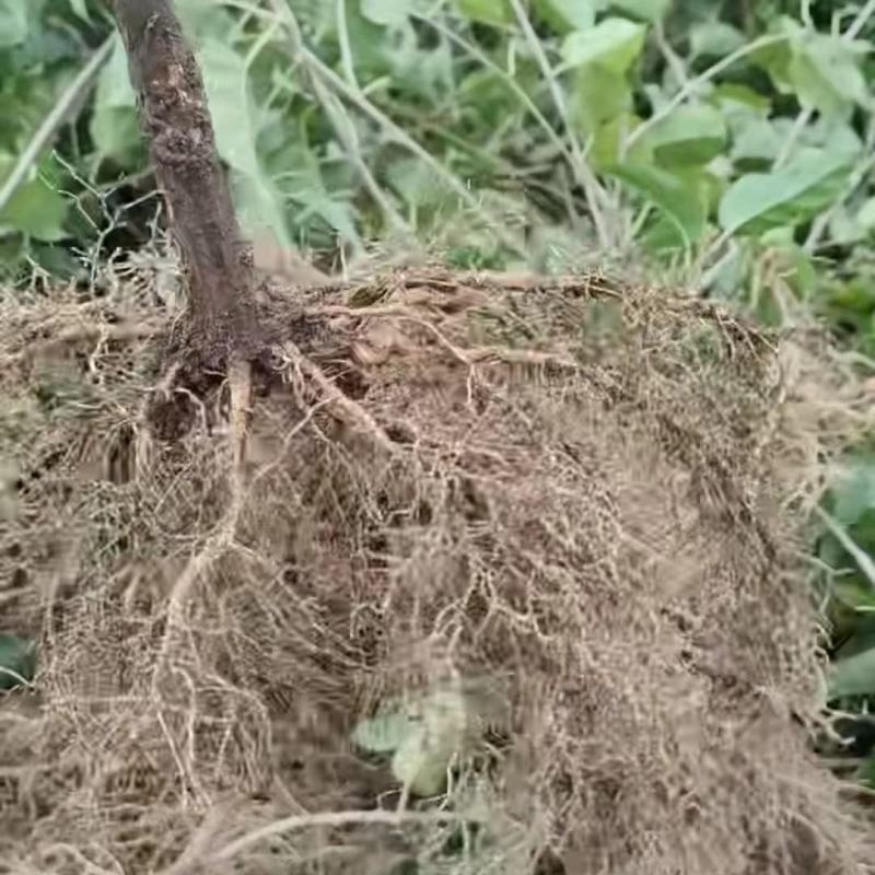 猕猴桃苗基地直供，存活率高，量大从优