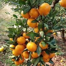 湖北特早蜜橘产地大量供货，皮薄多汁承接各类电商果欢迎合作