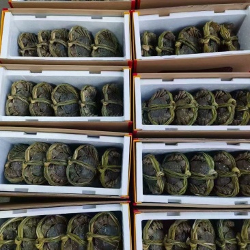 江苏河蟹，大闸蟹火爆上市，兴化蟹塘直发，全国发货！