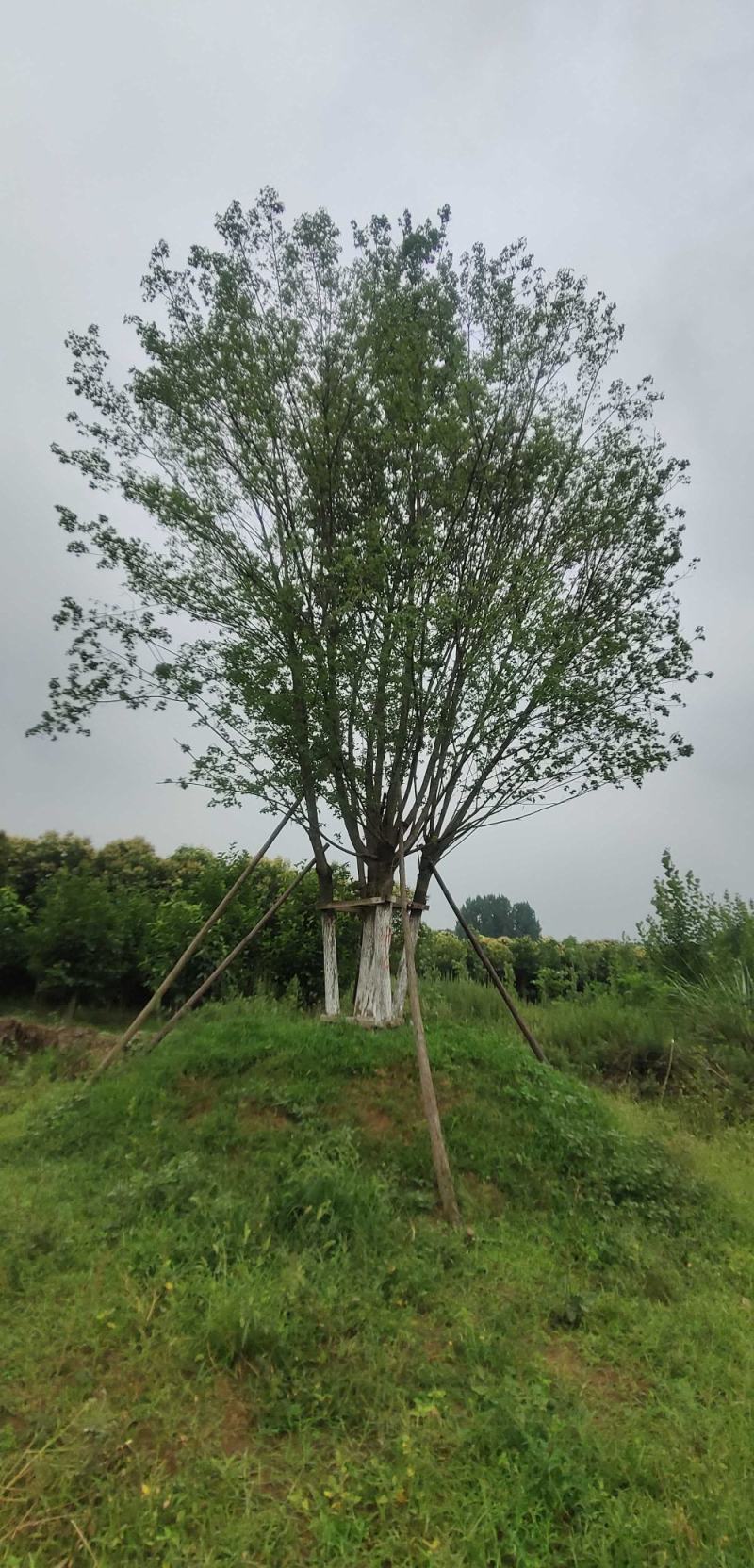 供应各种规格的丛生五角枫元宝枫