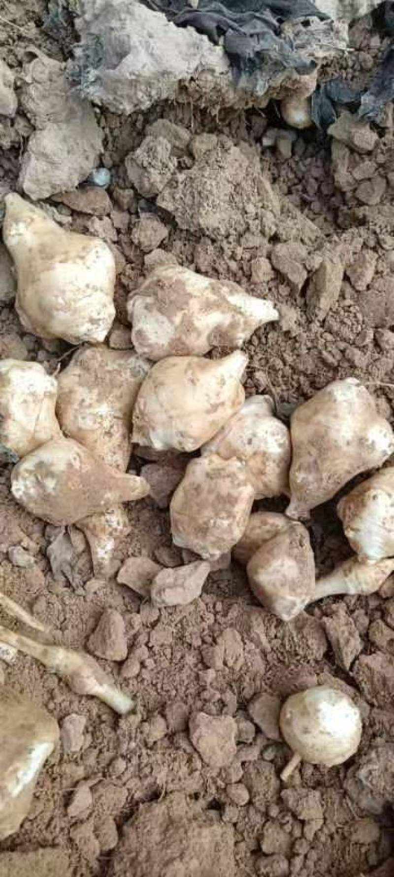 精品沙地白洋姜菊芋大量上市基地直发欢迎选购