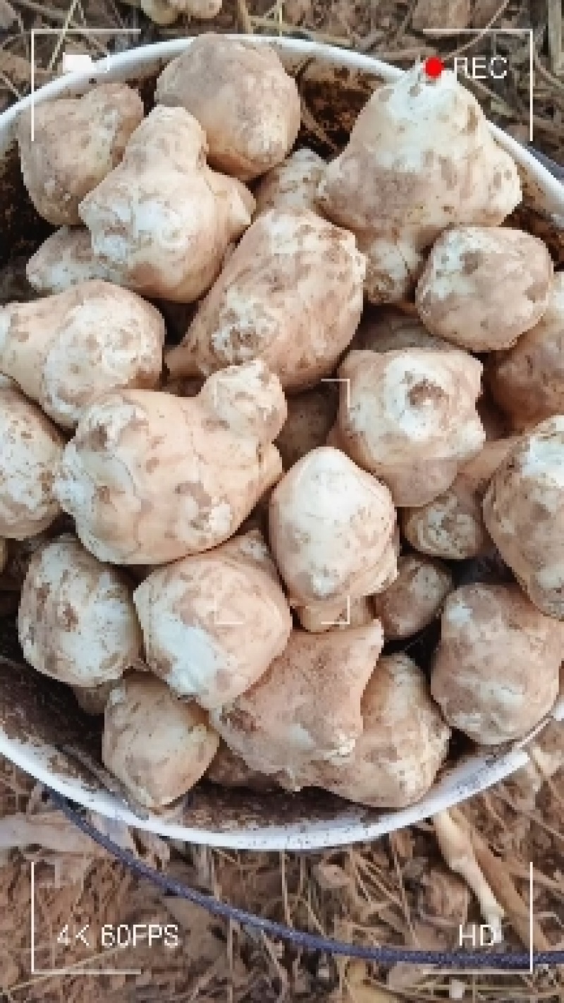 精品沙地白洋姜菊芋大量上市基地直发欢迎选购