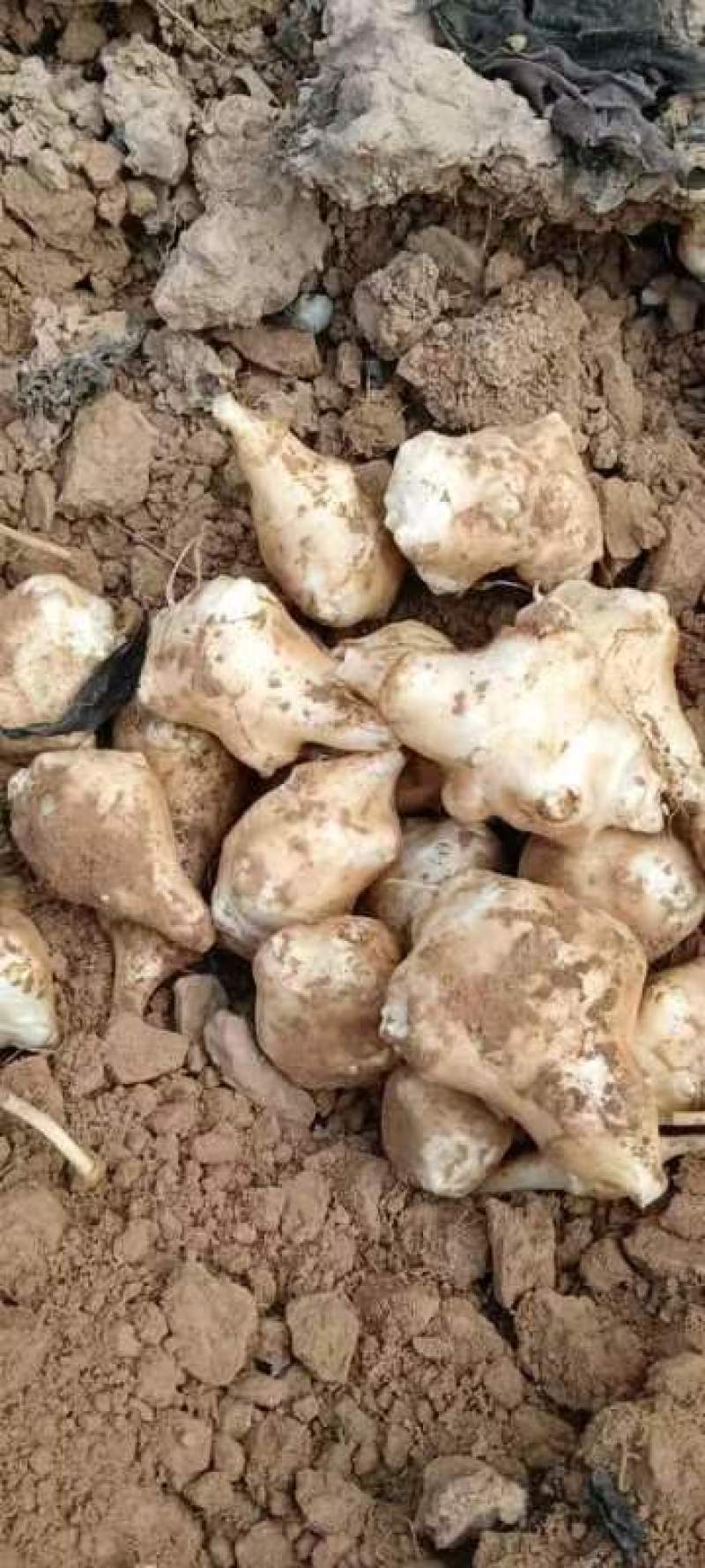 精品沙地白洋姜菊芋大量上市基地直发欢迎选购