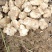 精品沙地白洋姜菊芋大量上市基地直发欢迎选购