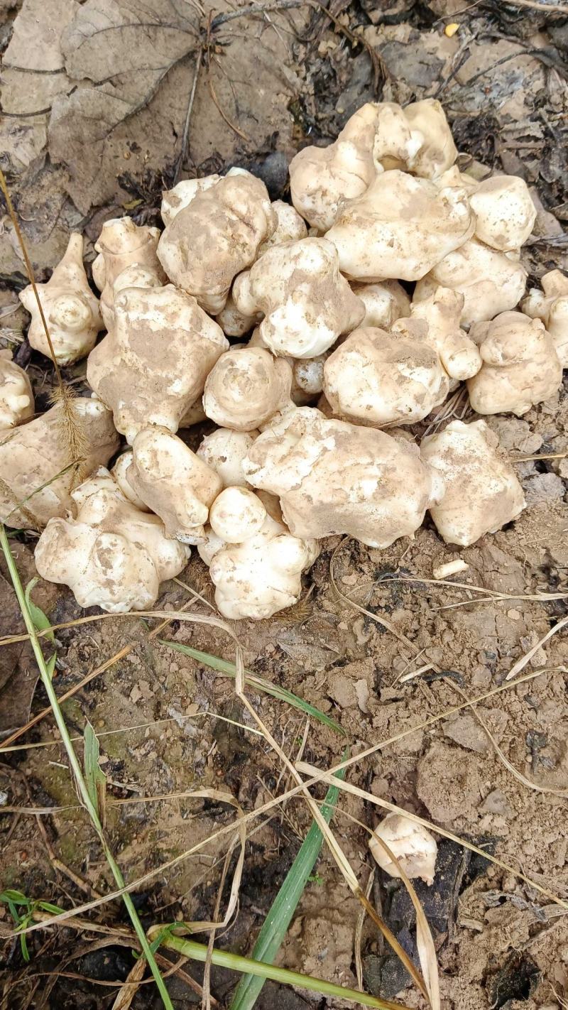 精品沙地白洋姜菊芋大量上市基地直发欢迎选购