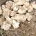 精品沙地白洋姜菊芋大量上市基地直发欢迎选购