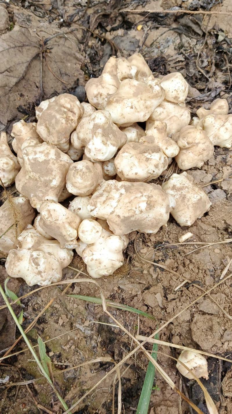 精品沙地白洋姜菊芋大量上市基地直发欢迎选购
