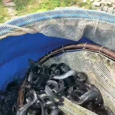 埃及苗