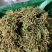 金银花统货药厂货，大量现货供应欢迎电话联系沟通洽谈业务