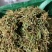 金银花统货药厂货，大量现货供应欢迎电话联系沟通洽谈业务