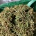 金银花统货药厂货，大量现货供应欢迎电话联系沟通洽谈业务