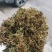 金银花统货药厂货，大量现货供应欢迎电话联系沟通洽谈业务