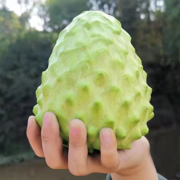 福建牛奶凤梨释迦番荔枝当季新鲜水果一件代发顺丰包邮