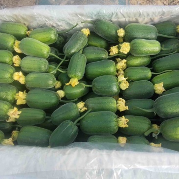 丝瓜苹果丝瓜，特菜、需要的老板联系