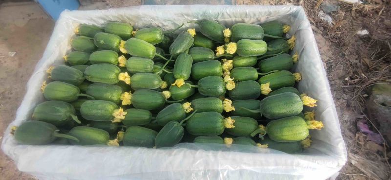 丝瓜苹果丝瓜，特菜、需要的老板联系