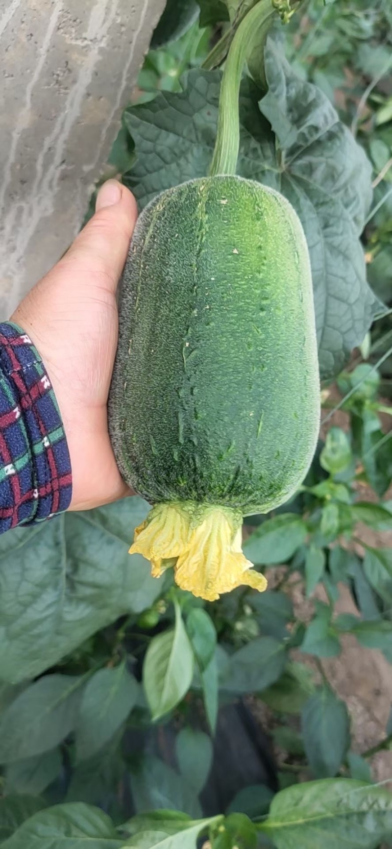 丝瓜苹果丝瓜，特菜、需要的老板联系