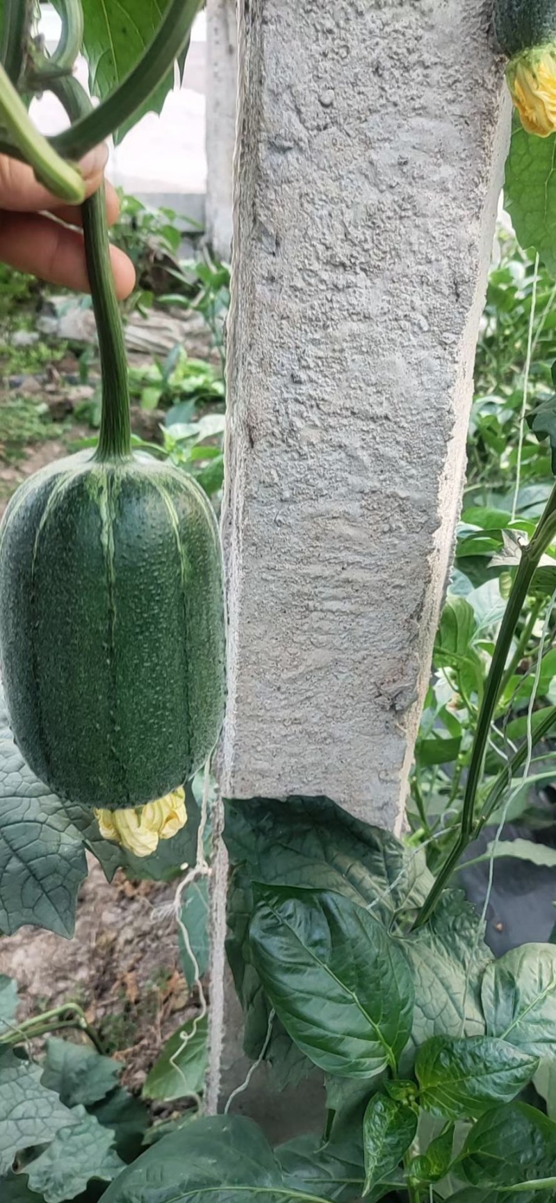 丝瓜苹果丝瓜，特菜、需要的老板联系