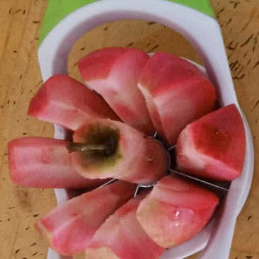 保定定兴红色之爱苹果熟了