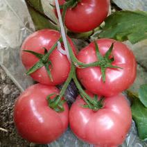 白果强丰大番茄种子水果西红柿菜籽四季播种阳台蔬菜种子
