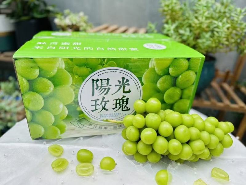 山东阳光玫瑰，精品阳光玫瑰，颗粒饱满，糖度高，串紧实保质