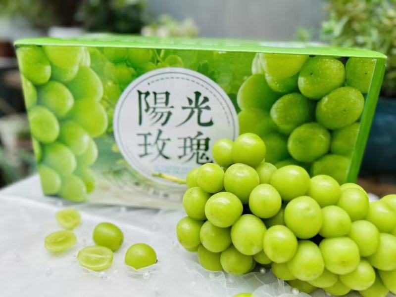 山东阳光玫瑰，精品阳光玫瑰，颗粒饱满，糖度高，串紧实保质