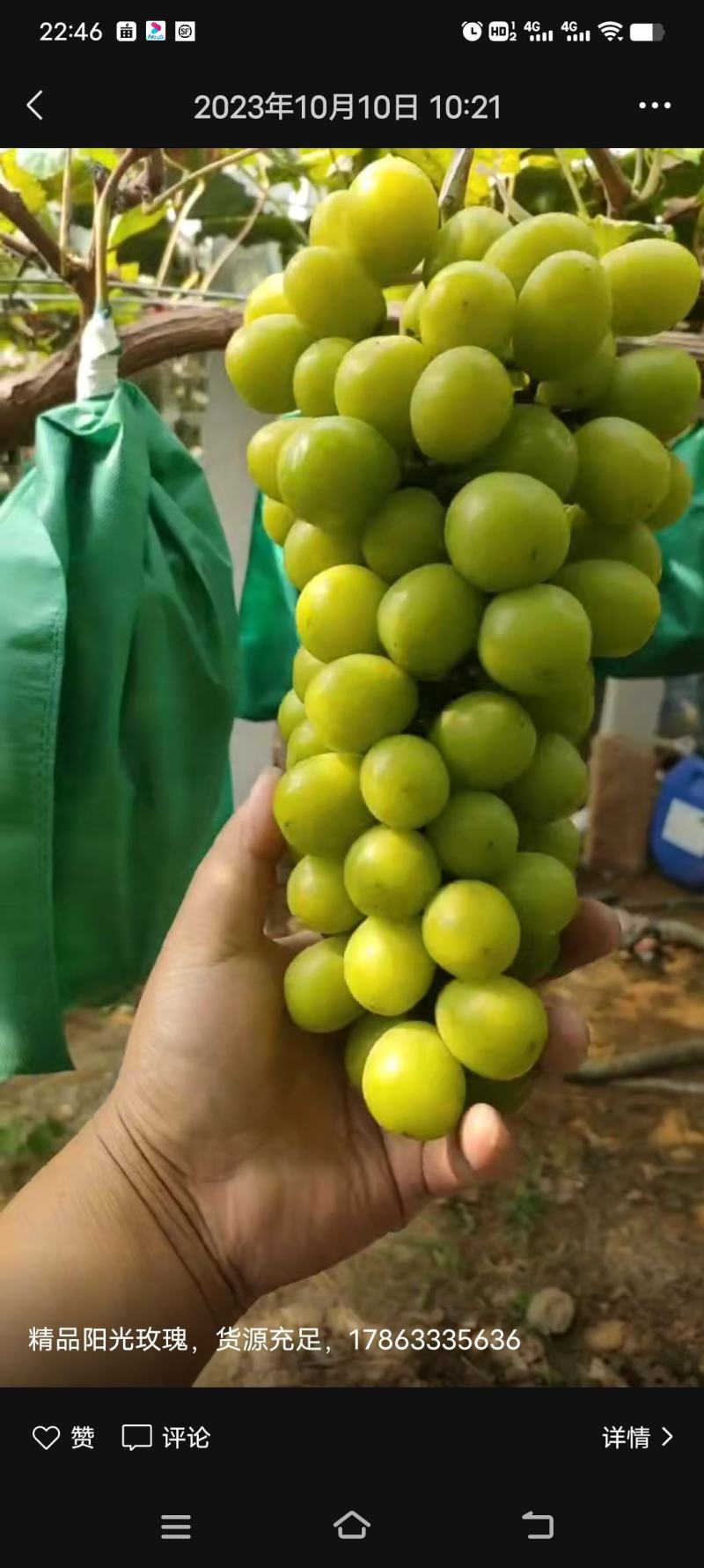 山东阳光玫瑰，精品阳光玫瑰，颗粒饱满，糖度高，串紧实保质