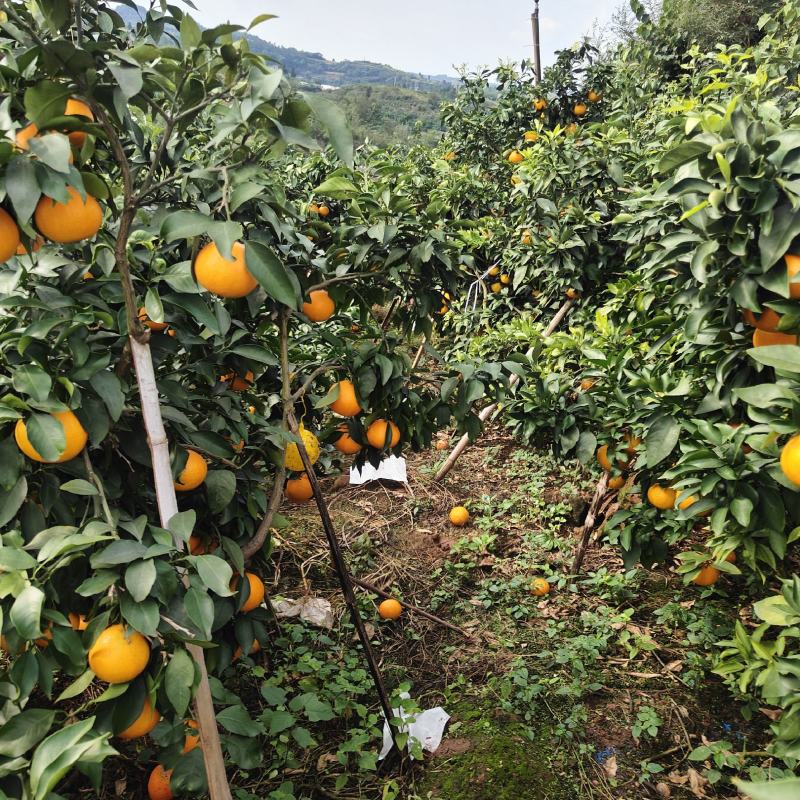 资中爱媛35万斤