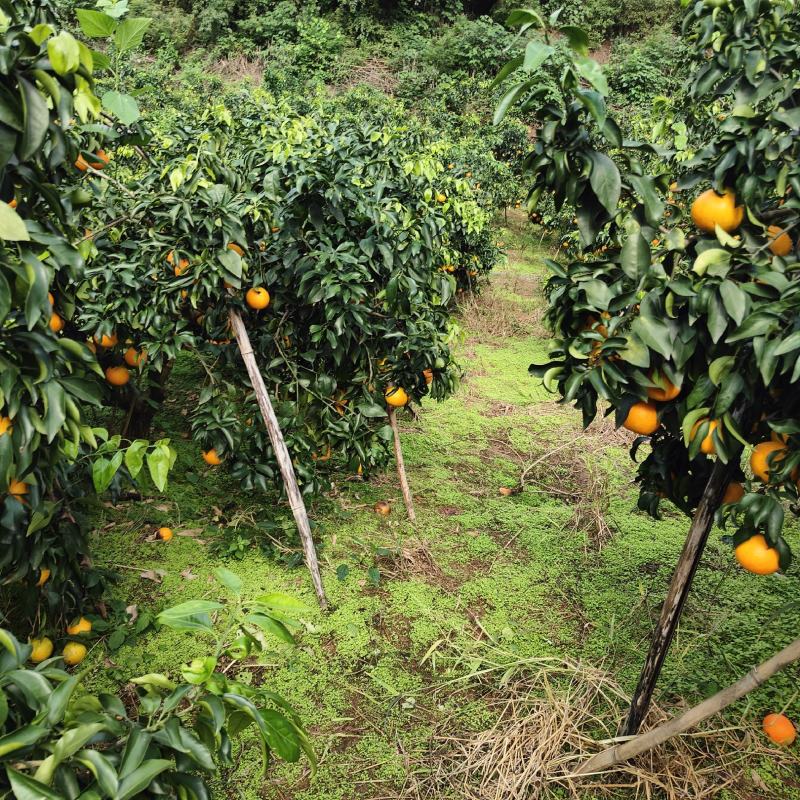 资中爱媛35万斤