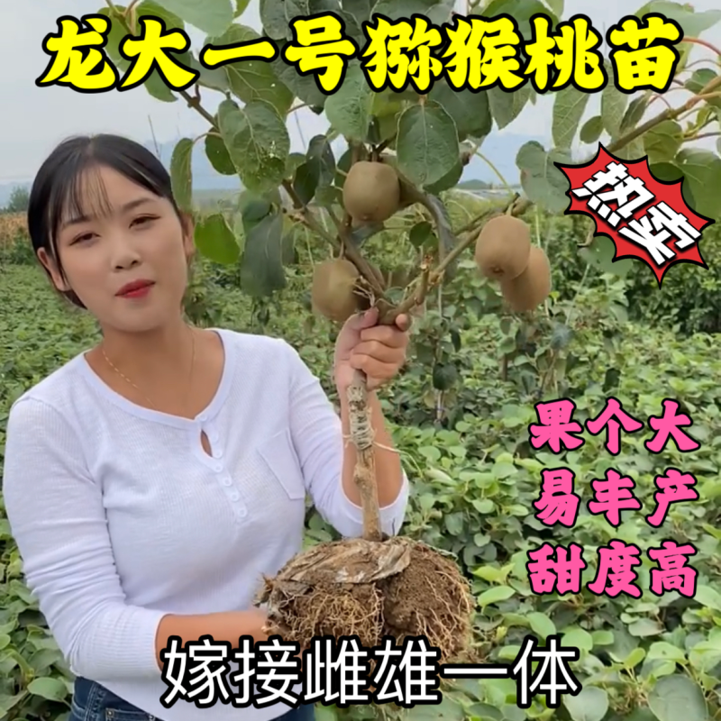 龙大一号猕猴桃苗口感甜产量高嫁接雌雄同体南北种植