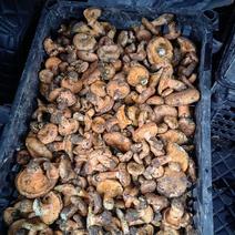 野生松树菌，松乳菇现货批发
