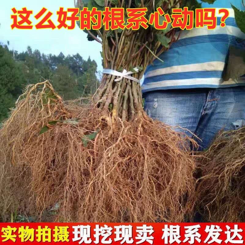 龙大一号猕猴桃苗口感甜产量高嫁接雌雄同体南北种植
