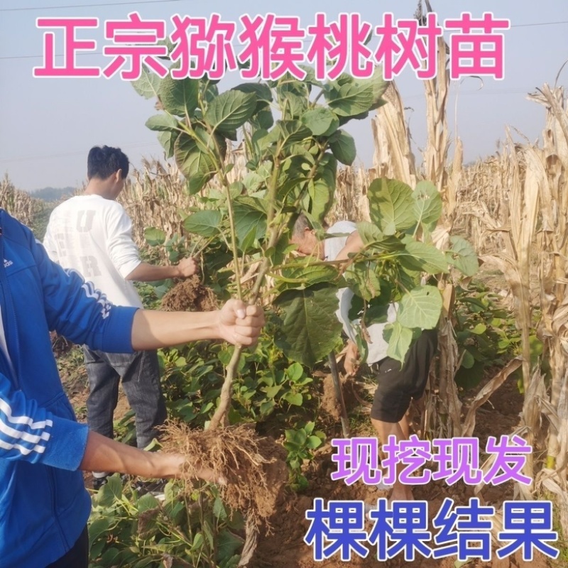 龙大一号猕猴桃苗口感甜产量高嫁接雌雄同体南北种植
