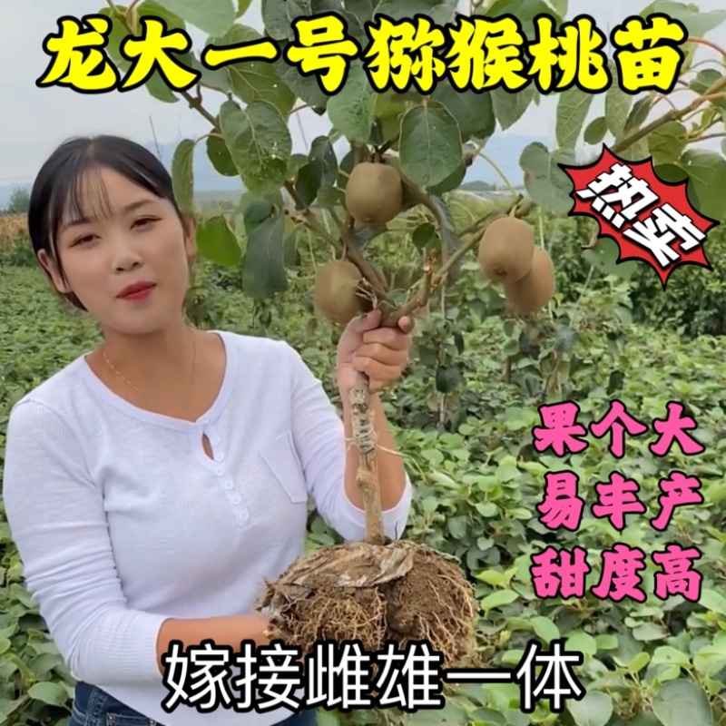 龙大一号猕猴桃苗口感甜产量高嫁接雌雄同体南北种植