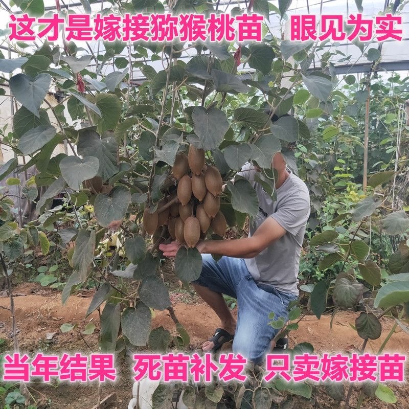 龙大一号猕猴桃苗口感甜产量高嫁接雌雄同体南北种植