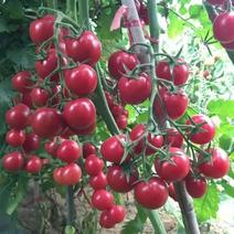 贵妃樱桃番茄种子圣女果樱桃西红柿盆栽蔬菜种子番茄籽