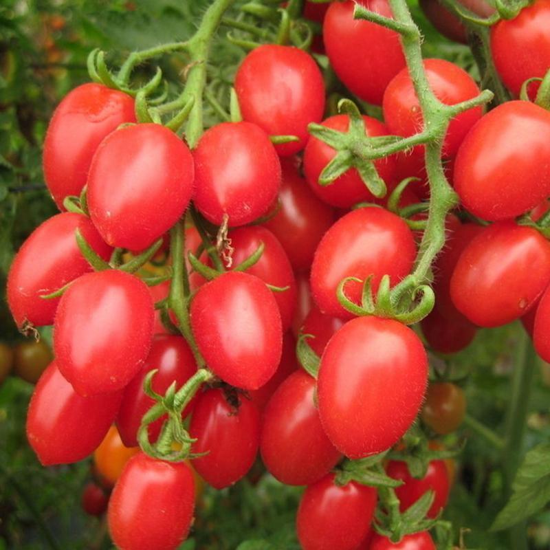 贵妃樱桃番茄种子圣女果樱桃西红柿盆栽蔬菜种子番茄籽