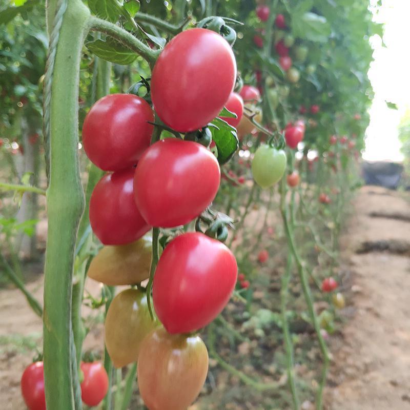 贵妃樱桃番茄种子圣女果樱桃西红柿盆栽蔬菜种子番茄籽