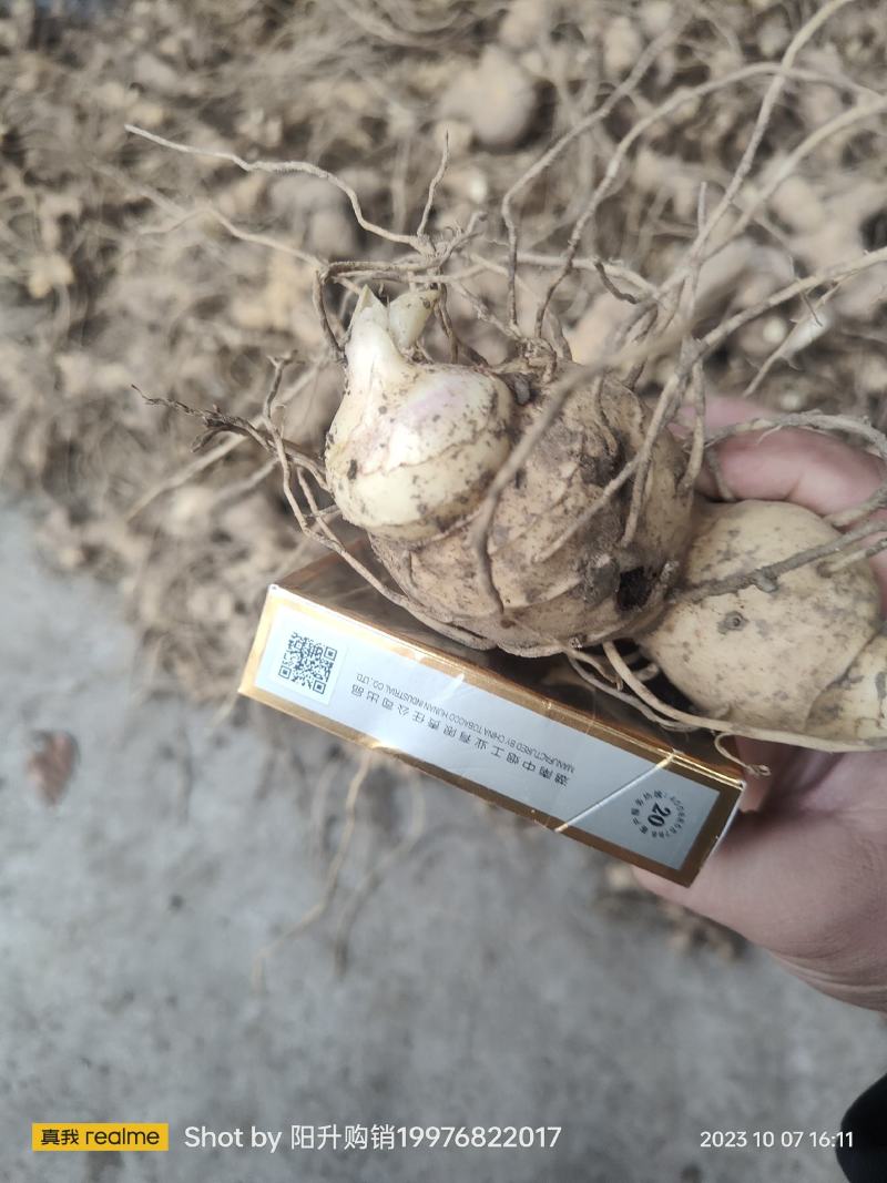 黄精种苗黄精种茎黄精种子多花姜形黄精药典多花黄精