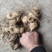 黄精种苗黄精种茎黄精种子多花姜形黄精药典多花黄精