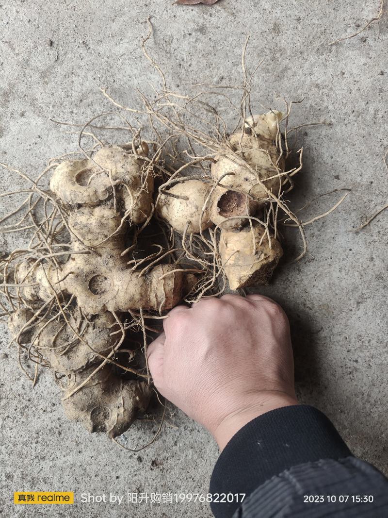 黄精种苗黄精种茎黄精种子多花姜形黄精药典多花黄精