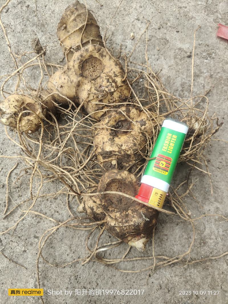 黄精种苗黄精种茎黄精种子多花姜形黄精药典多花黄精