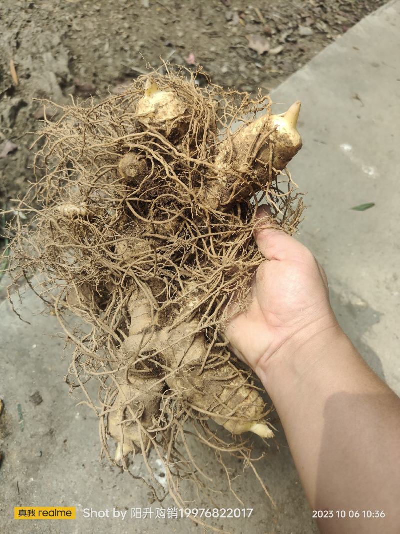 黄精种苗黄精种茎黄精种子多花姜形黄精药典多花黄精
