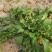 野生荠菜香地菜真正的野菜精品菜
