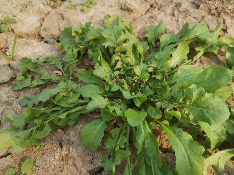 野生荠菜香地菜真正的野菜精品菜