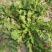 野生荠菜香地菜真正的野菜精品菜