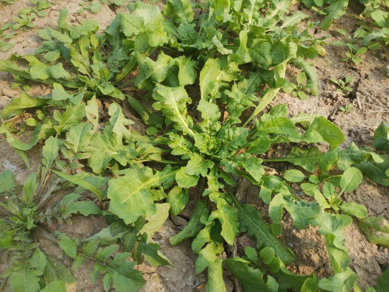 野生荠菜香地菜真正的野菜精品菜