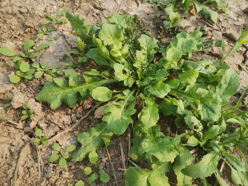 野生荠菜香地菜真正的野菜精品菜